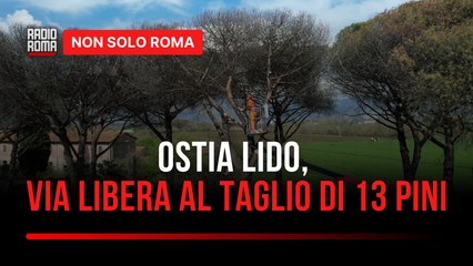 Ostia Lido si prepara alle motoseghe 13 pini verranno abbattuti