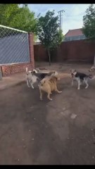 El perro respetado por todos sin ni siquiera ladrar ni hacer un gesto