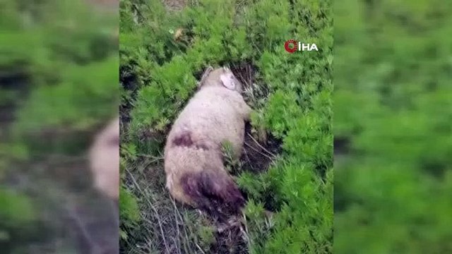 Başıboş köpekler hayvanları telef etti