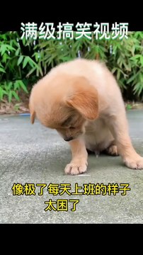 Funny video that will make you laugh until your stomach hurts in 10 seconds. Specially designed to cure unhappiness. Laugh every time you watch it. Funny video. If you don't laugh after watching it, I lose.