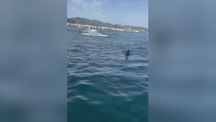 Avistan un tiburón peregrino nunca antes visto en la costa de Marbella