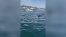 Avistan un tiburón peregrino nunca antes visto en la costa de Marbella