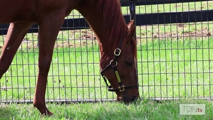 Double Take: Twin Thoroughbred Fillies Defying the Odds