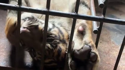 ولادة نادرة تعزز الأمل في إنقاذ نمر سومطرة المهدد بالانقراض