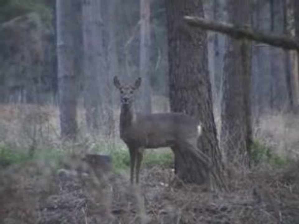 Chevreuil du soir aboie