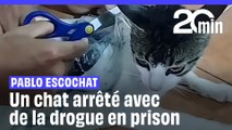Un chat arrêté avec de la drogue en prison