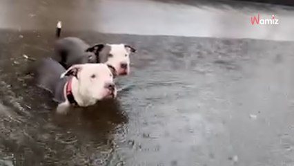 Deux chiens sont abandonnés et coincés dans un canal : une association arrive et essaie de les attraper (vidéo)