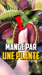 SI UNE PLANTE CARNIVORE TE MANGE !?