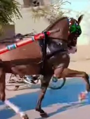Horse galloping with music, #horse, #running