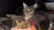 Ils abandonnent une chatte et ses chatons dans des cages sans eau ni nourriture : 120K personnes se mobilisent (vidéo)