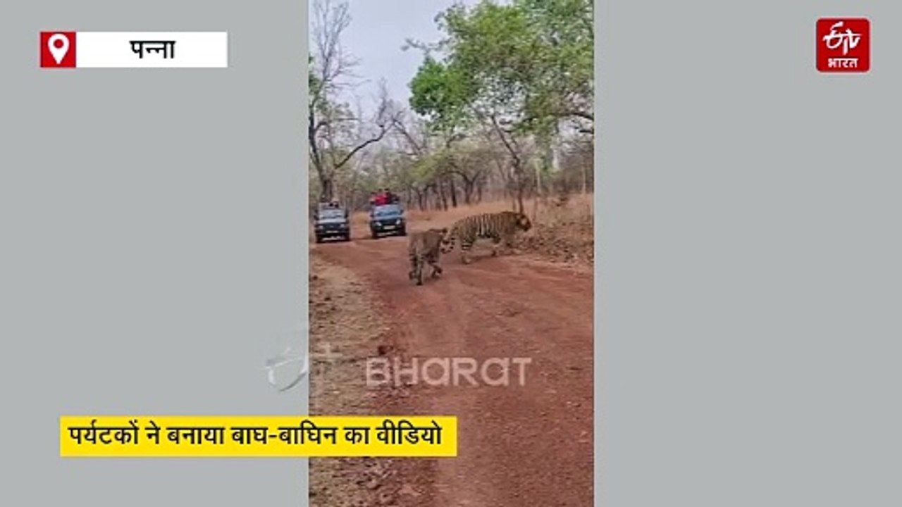 पन्ना टाइगर रिजर्व में एक साथ दिखे बाघ और बाघिन, पर्यटको ने मजे से बनाया वीडियो