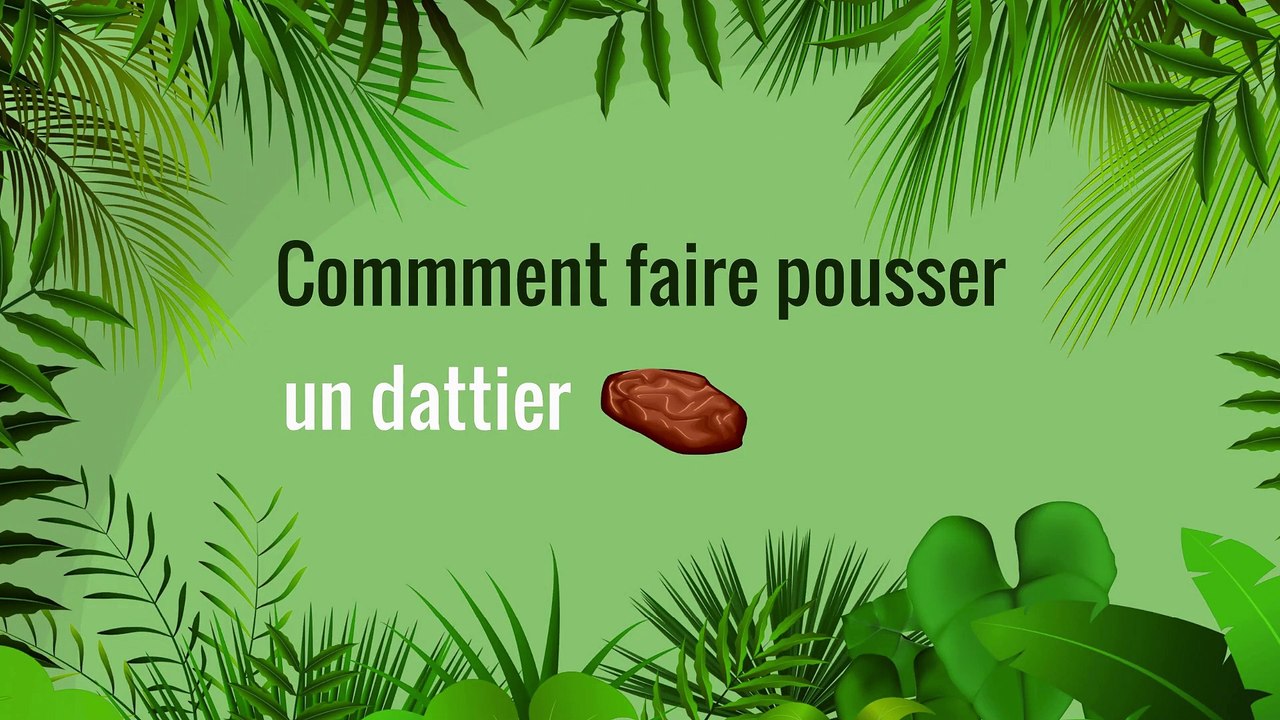 Comment faire pousser un dattier ? 🌴