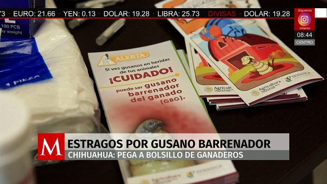 Ganaderos de Chihuahua enfrentan afectaciones por el gusano barrenador