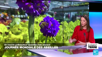 Déclin des abeilles : un fléau aux causes multiples avec de lourdes conséquences