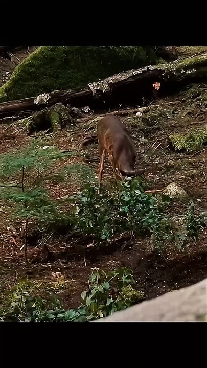 Bellas first hunt after becoming a vampire ll vampire drama scene