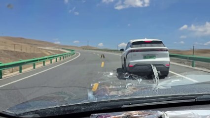 Deux marmottes se battent sur la route