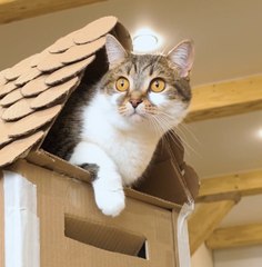 DIY Cardboard Box Castle For Your Cat 📦