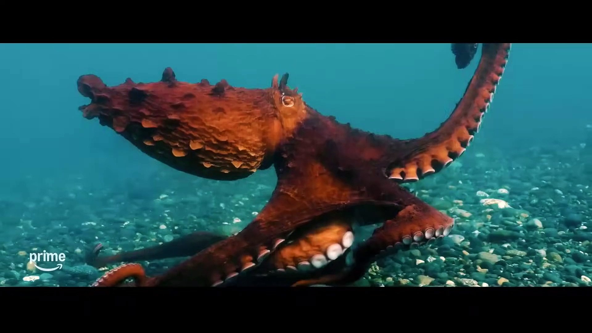 ⁣Octopus! - Official Trailer | Prime Video