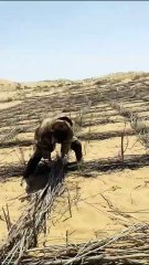 Le prince du désert protège les arbres !