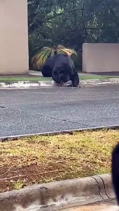 Vecinos de Valle Alto comparten videos en redes sociales por avistamiento de oso