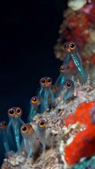 All video about birds life and hunting birds etc