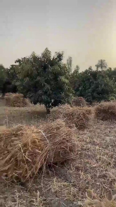 It is human nature to always love natural things and natural environments, such as village life. This is my personal experience.