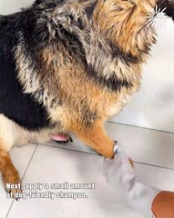 ASMR dog washing time! 🐶