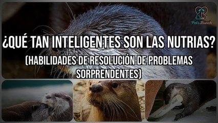 Descubre la Inteligencia de las Nutrias: Habilidades de Resolución de Problemas Impresionantes