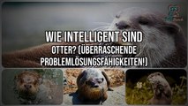 Wie Intelligent Sind Otter? | Entdeckt ihre überraschenden Problemlösungsfähigkeiten!
