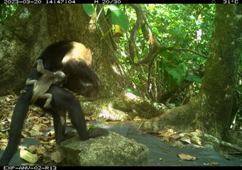 El estudio de los monos capuchinos que 'secuestran' crías de aulladores en una isla de Panamá