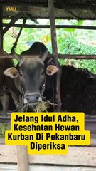 Jelang Idul Adha, Kesehatan Hewan Kurban di Pekanbaru Diperiksa