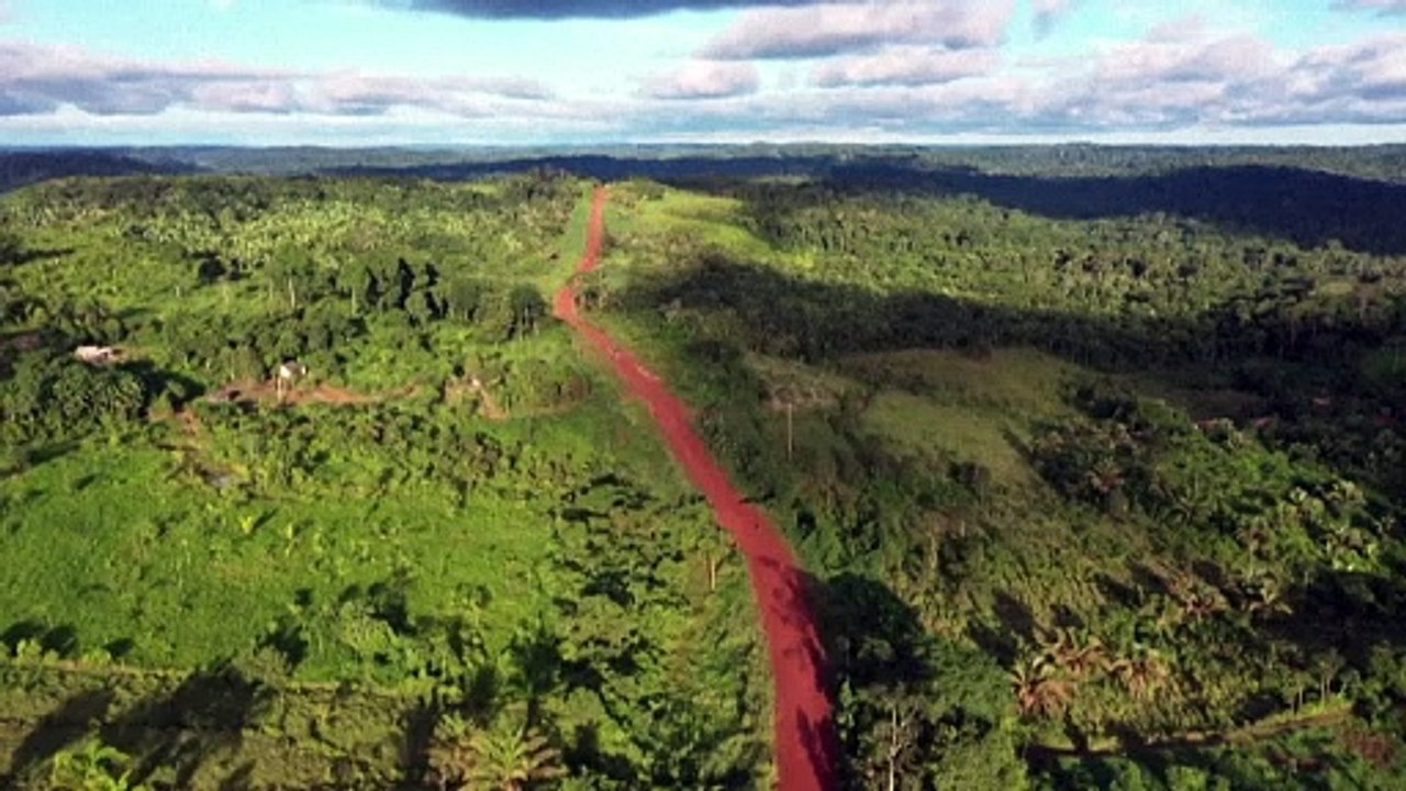 Zerstörung tropischer Urwälder auf höchstem Stand seit Jahren