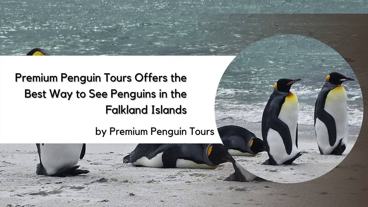Premium Penguin Tours Offers the Best Way to See Penguins in the Falkland Islands