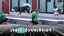 หมาตึงมาก ! เห่าใส่มนุษย์เสียงดังลั่น แต่พอมนุษย์เห่าสวน ถึงกับหงอย