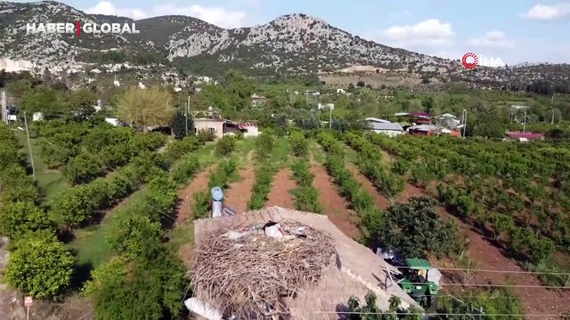 Leylekler doğadaki çöpleri yuvaya taşımış