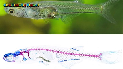 Meet the See-Through Fish That Roars Like a Beast