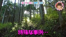 明治神宮の森