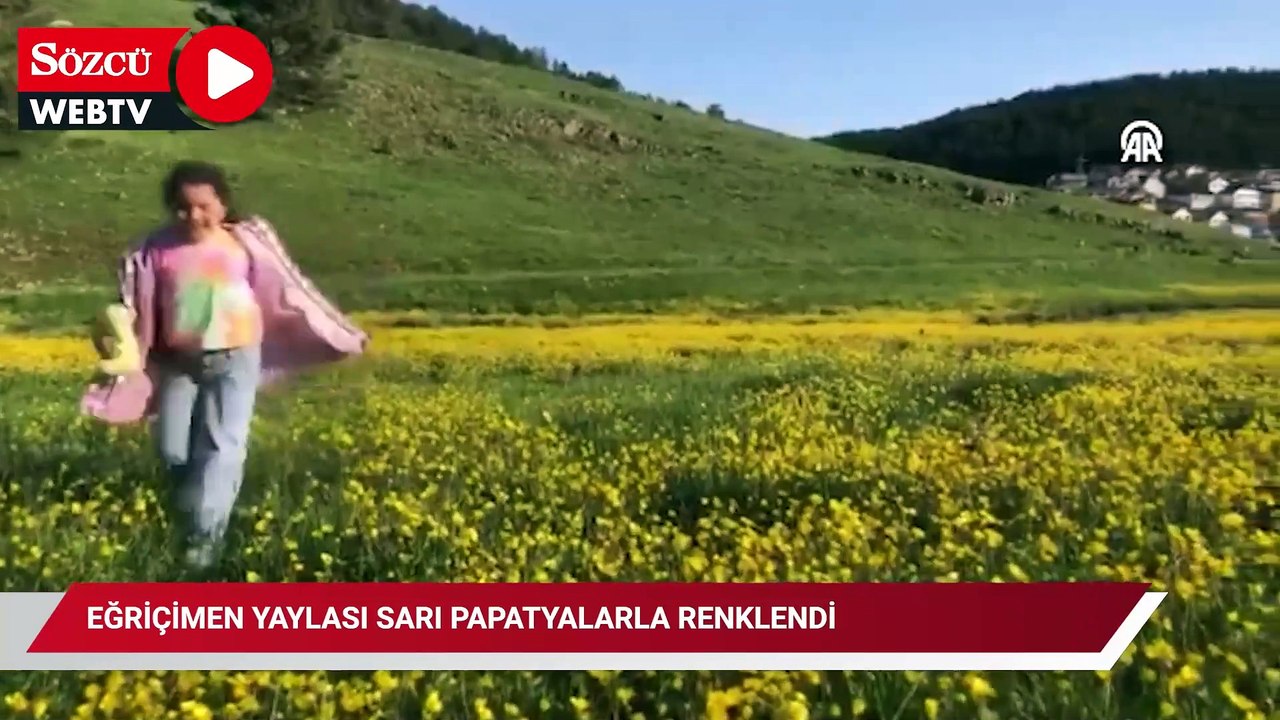 Eğriçimen Yaylası sarı papatyalarla renklendi