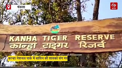 नीला-नीला पानी देख टाइग्रेस मॉम का बना मूड, बालकों संग तालाब में लगाई छलांग