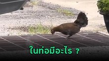 เห็นแม่ไก่ยืนเฝ้าท่อระบายน้ำ มีอะไรอยู่ในนั้นถึงไม่ไปไหน พอเดินไปดูถึงบางอ้อ