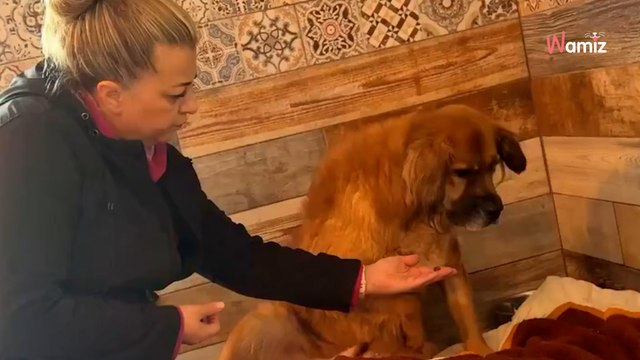 Bella – ofiara ludzkiego okrucieństwa, wciąż ma nadzieję