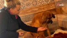 Bella – ofiara ludzkiego okrucieństwa, wciąż ma nadzieję