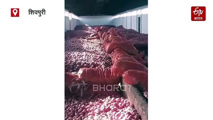 शिवपुरी की गौशाला में प्याज का भंडारण, दर बदर भटक रही हैं गौ माता