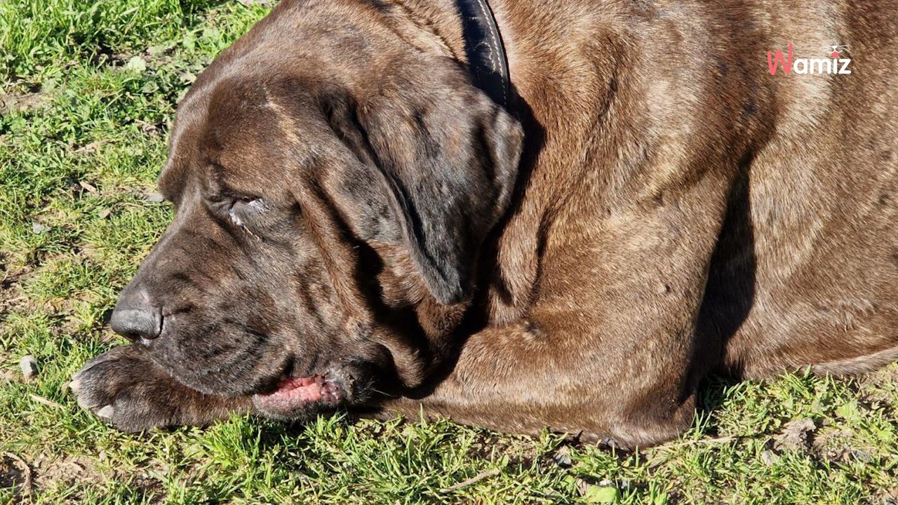 Traumatisé par l'humain, ce chien est au refuge depuis plus d'un an et il apprend petit à petit à refaire confiance