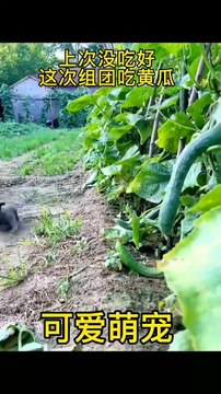 Cute pets, eating cucumbers in groups Cute pets Funny videos Cute to the extreme Confusing behavior of animals Cute and adorable