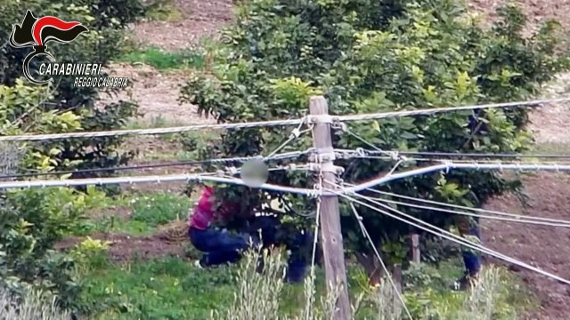 'Ndrangheta: i sinopoliti e l'alleanza tra cosche gestiva il monopolio del narcotraffico: 97 misure cautelari. Ai domiciliari un ex assessore regionale I NOMI