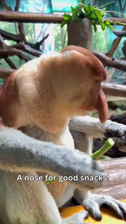 Long Beans, Long Nose, Long Live Cuteness!