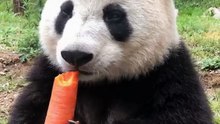 The daily life of pandas 🐼(107)   #Panda #Lovely