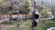 The daily life of pandas 🐼()   #Panda #Lovely