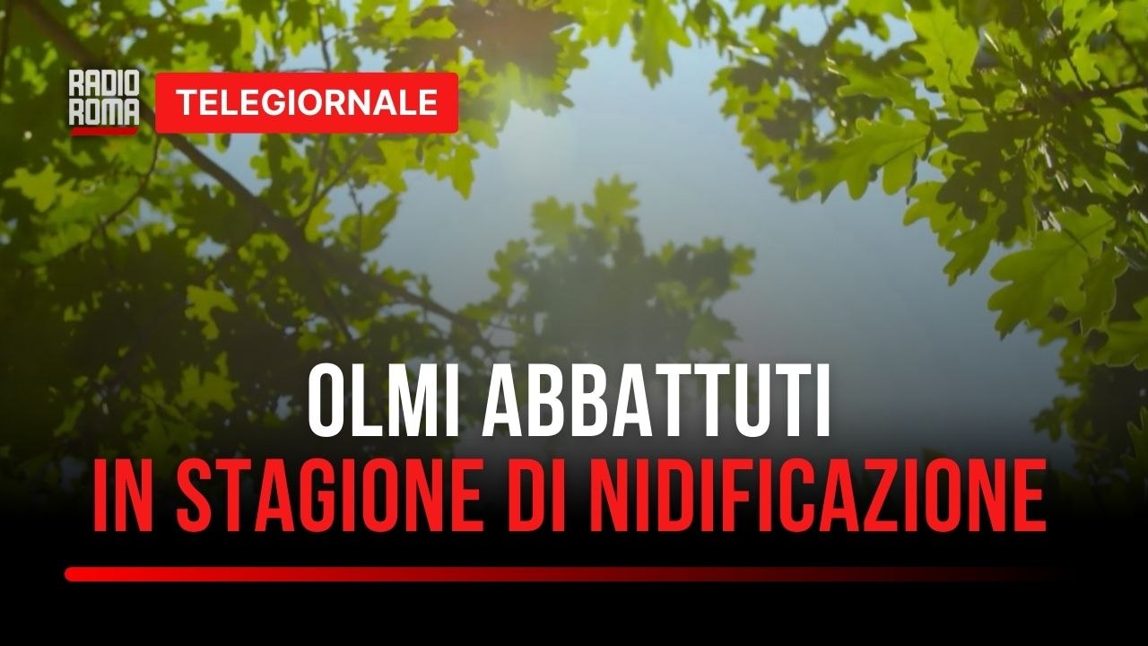 Taglio agli olmi, denuncia per danno ambientale